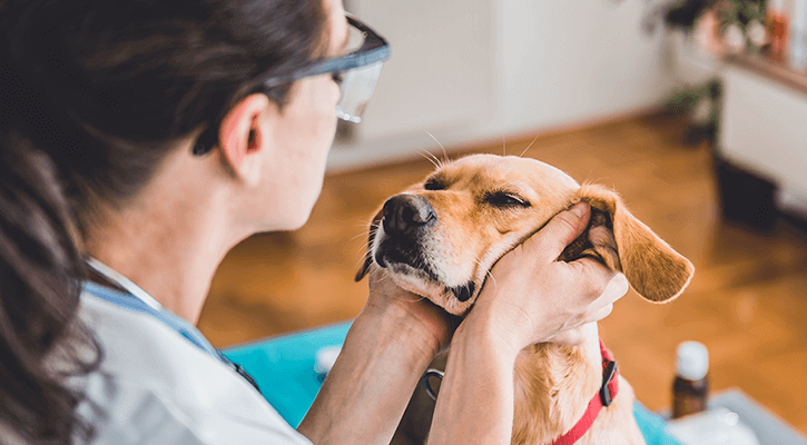 Pet Wellness Exam Yorktown