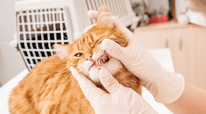 animal dental exam newport news