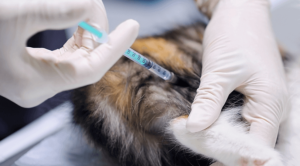 Pet Vaccination Yorktown