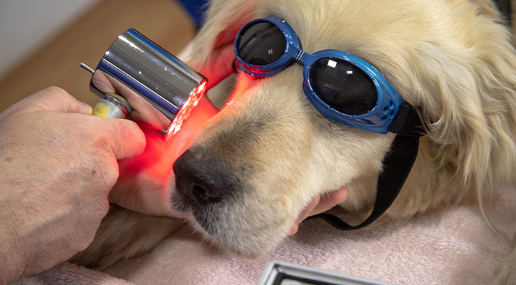 Animal Laser Therapy Yorktown