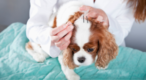 Veterinarian Acupuncture