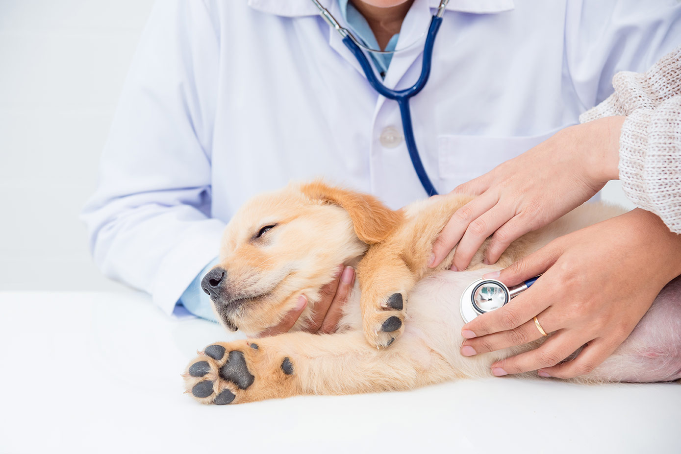 Beth_Gruber_-_cardiology-puppy-stethoscope